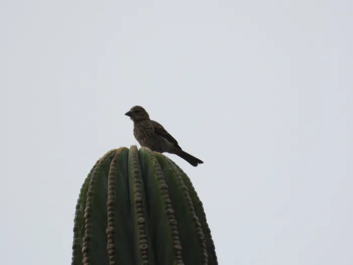 Spotted House Finch