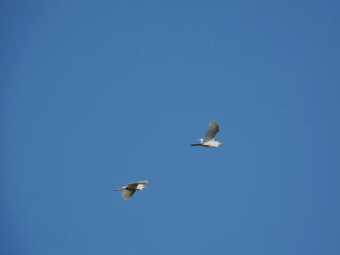 Waargenomen Westelijke koereiger