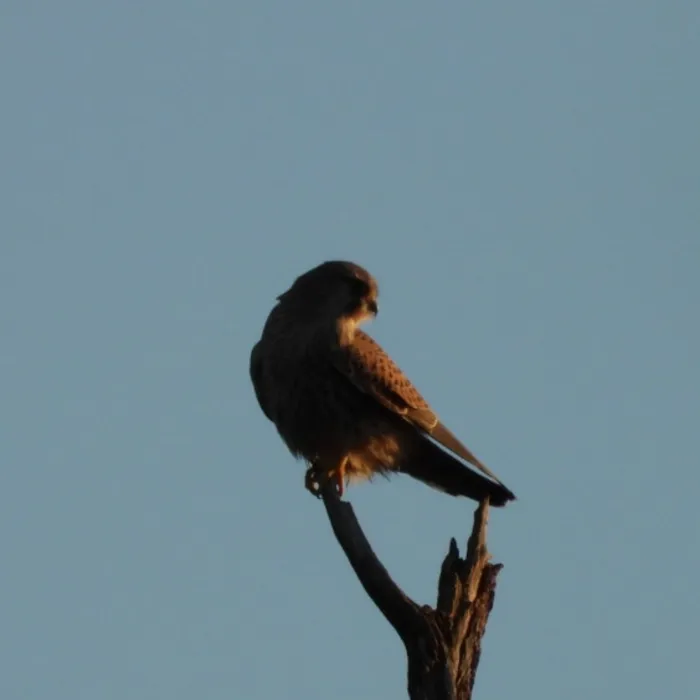 Spotted Eurasian Kestrel