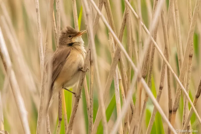 Spotted Common Reed Warbler