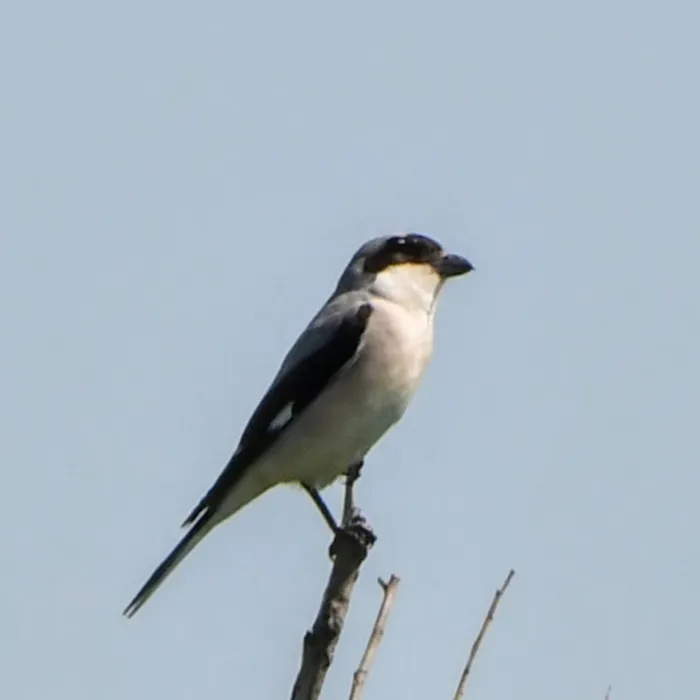 Spotted Lesser Gray Shrike