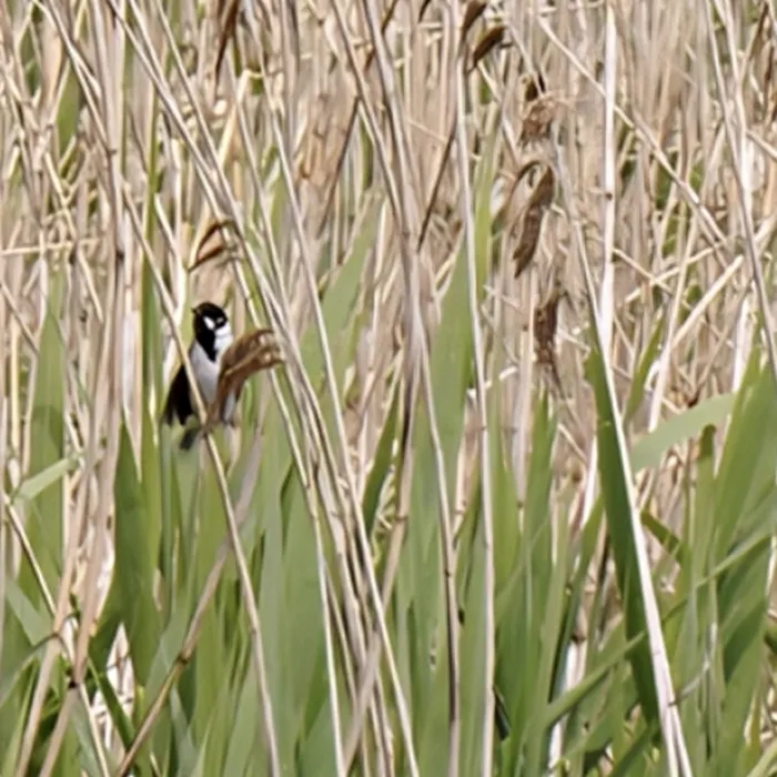 Spotted Reed Bunting