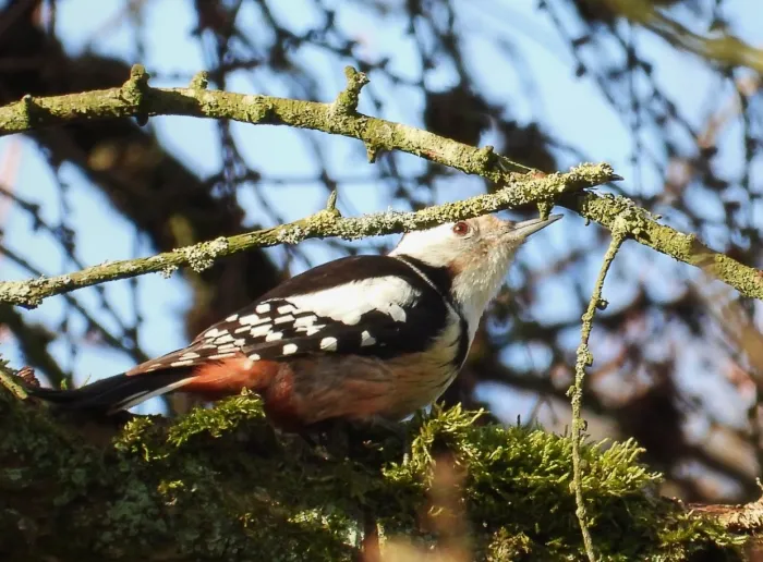 Gespotte Middelste bonte specht