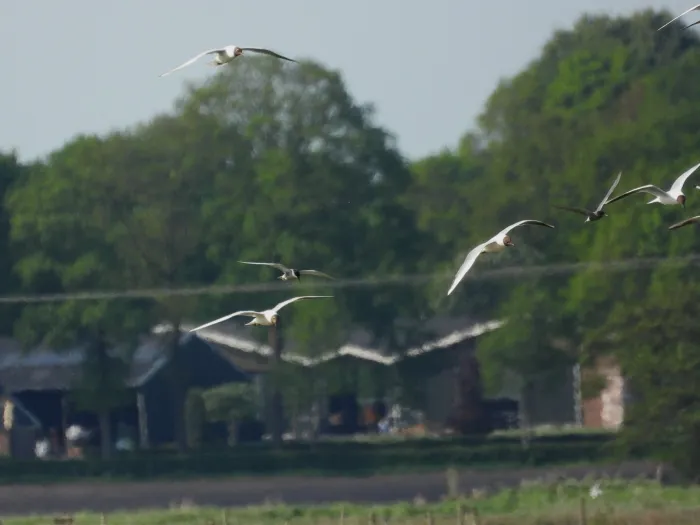 Waargenomen Witwangstern