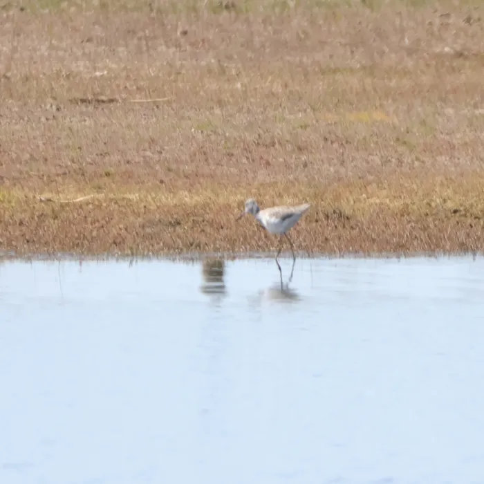 Common Greenshank