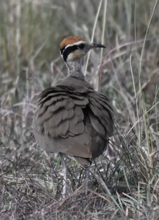 Waargenomen Temmincks renvogel