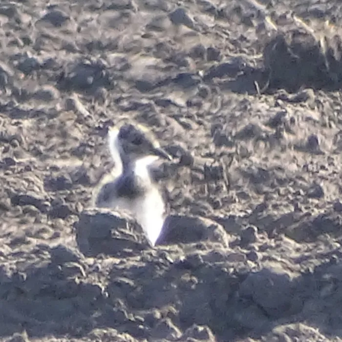 Gespotte Kievit