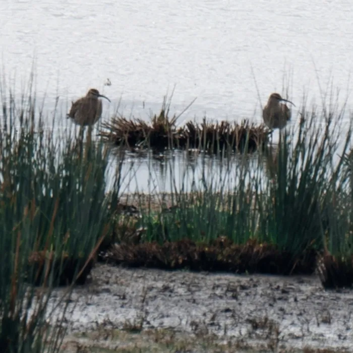 Spotted Whimbrel