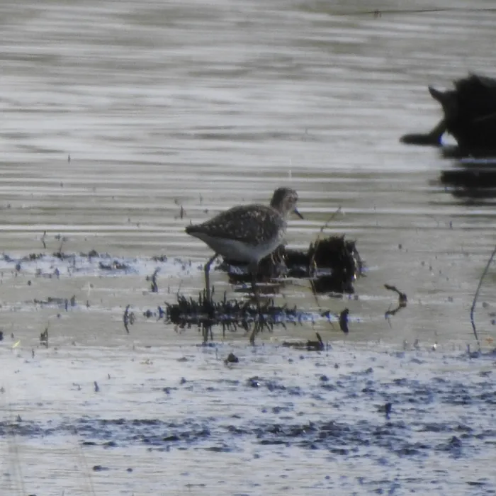 Spotted Wood Sandpiper