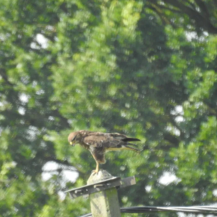 Spotted Common Buzzard