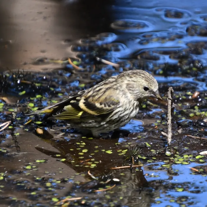 Spotted Eurasian Siskin