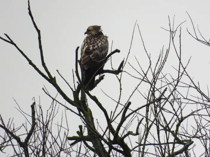 Gespotte Buizerd
