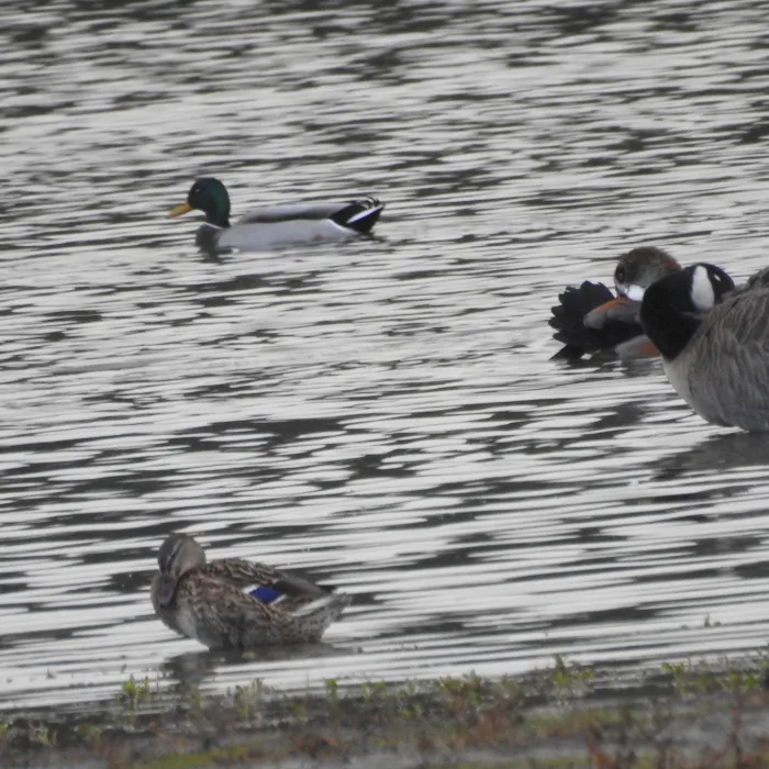 Spotted Mallard