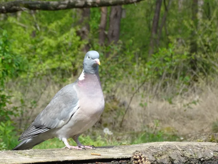 Common Wood-Pigeon