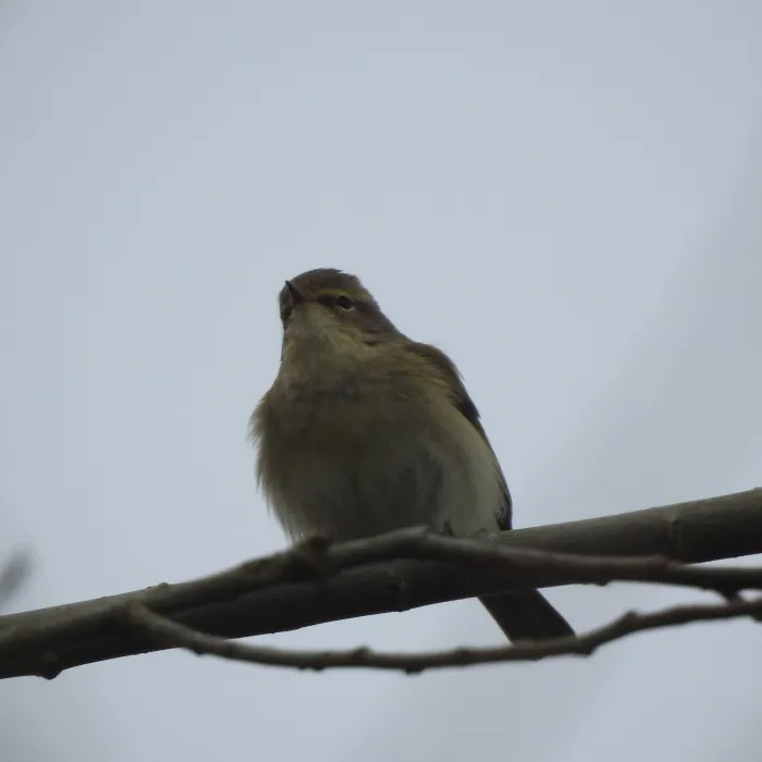 Spotted Common Chiffchaff