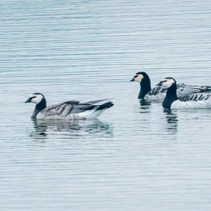 Spotted Barnacle Goose