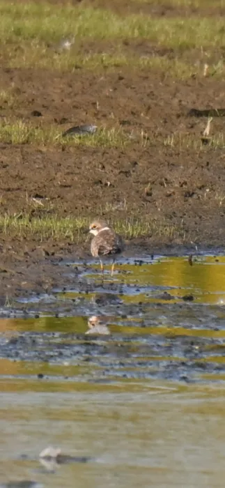 Spotted Little Ringed Plover