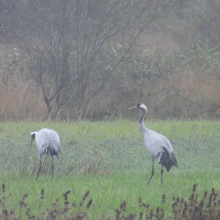 Waargenomen Kraanvogel