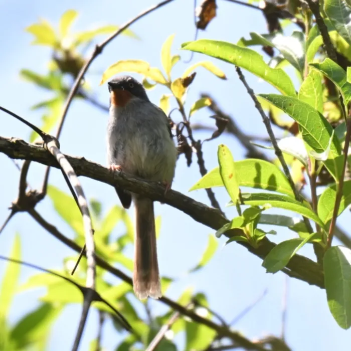 Waargenomen Bergapalis