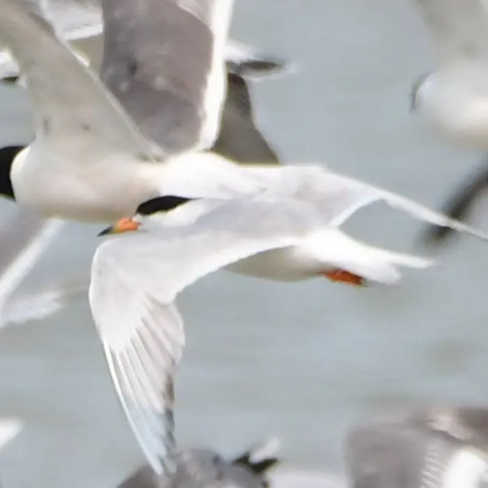 Gespotte Forsters stern