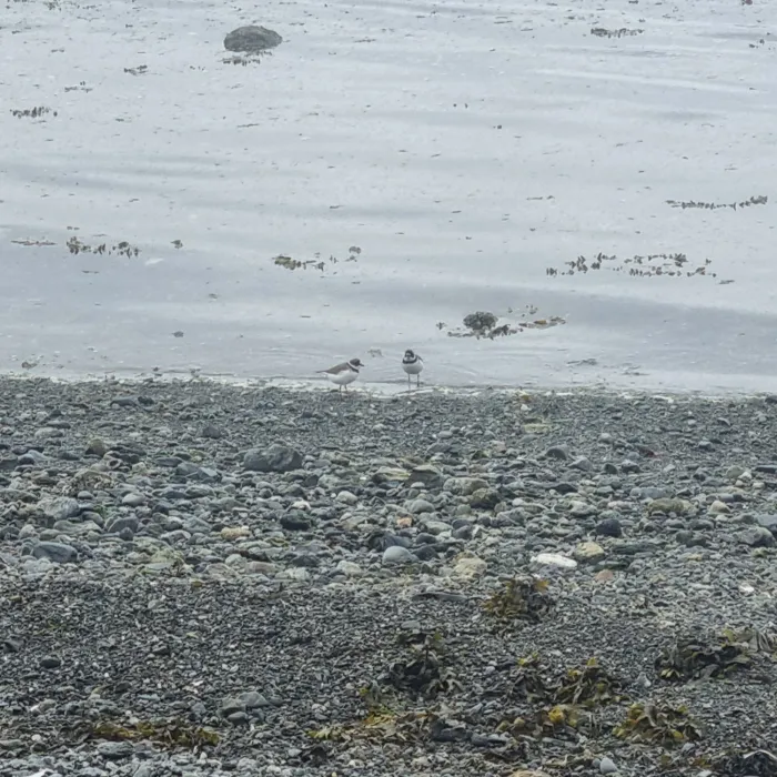 Spotted Semipalmated Plover