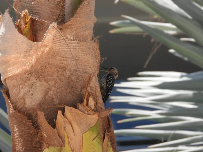Spotted Gila Woodpecker