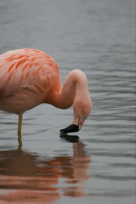 Gespotte Chileense flamingo