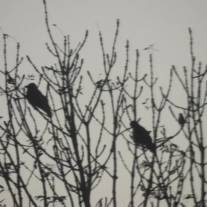 Spotted Eurasian Jackdaw