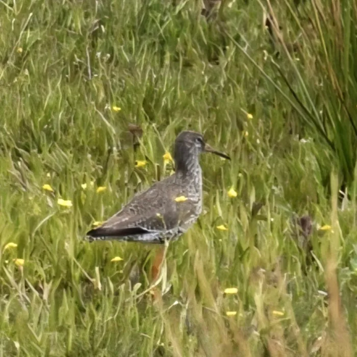 Spotted Common Redshank
