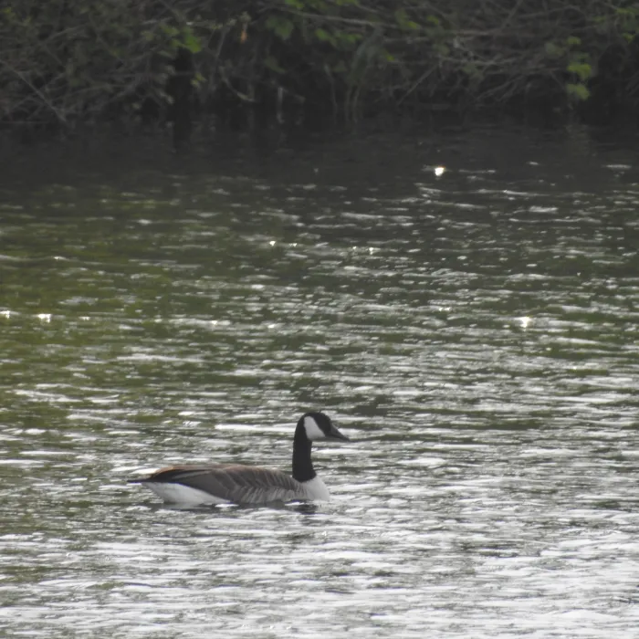 Gespotte Grote Canadese gans
