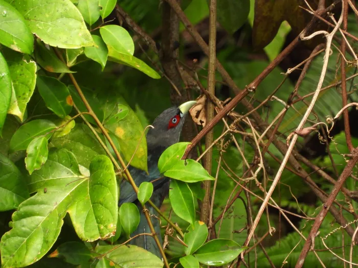 Gespotte Zwartbuikmalkoha