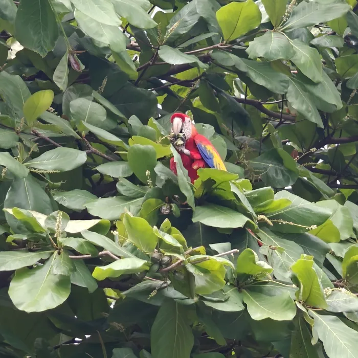 Spotted Scarlet Macaw