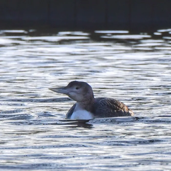 Gespotte Geelsnavelduiker