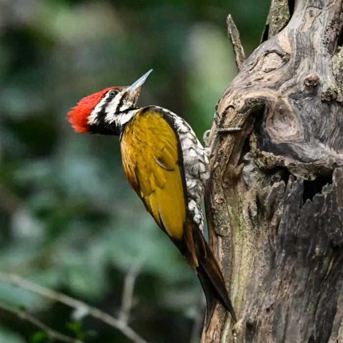 Gespotte Indische goudrugspecht