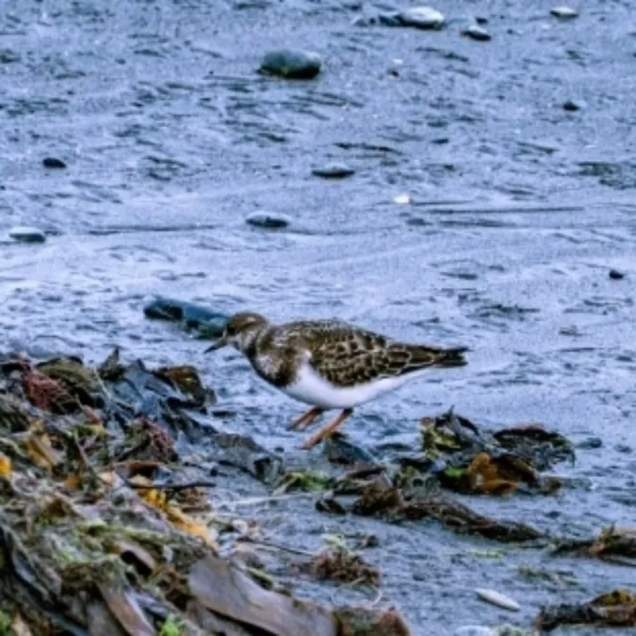 Spotted Ruddy Turnstone