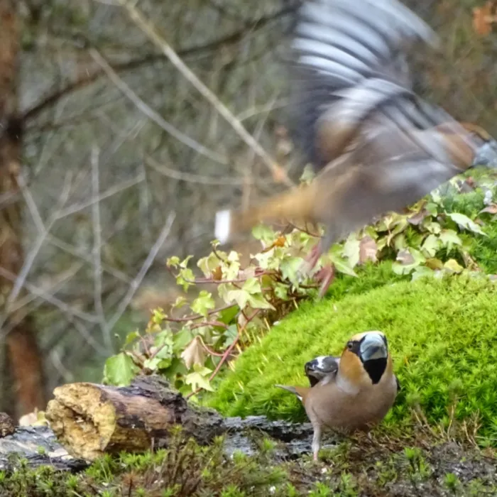 Spotted Hawfinch