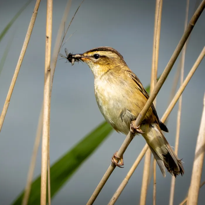 Spotted Sedge Warbler
