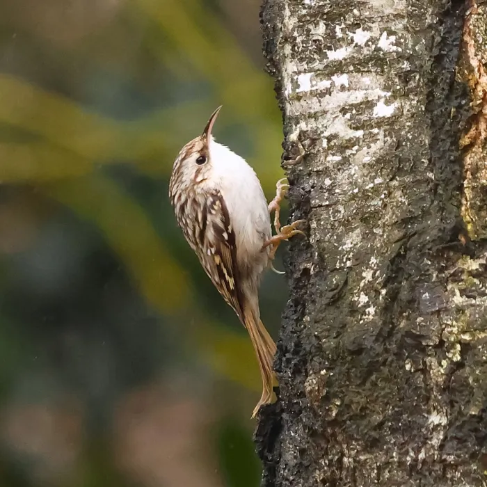 Spotted Eurasian Treecreeper