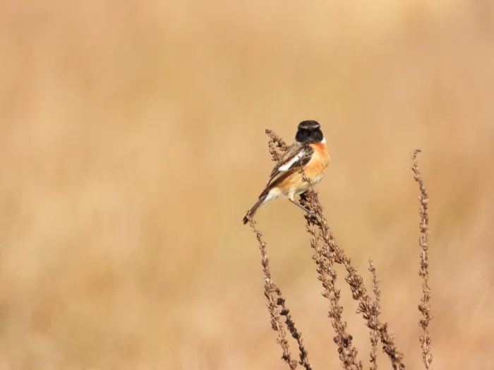 Gespotte Roodborsttapuit