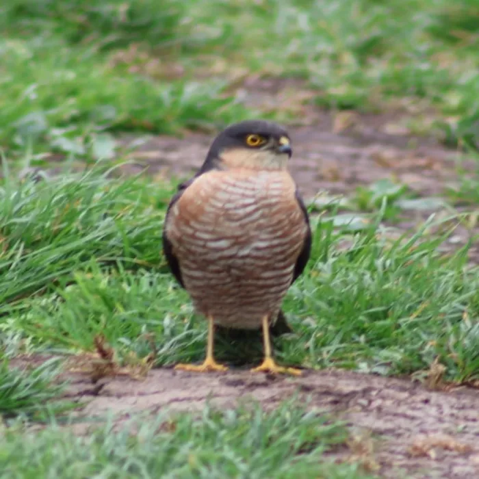 Spotted Eurasian Sparrowhawk