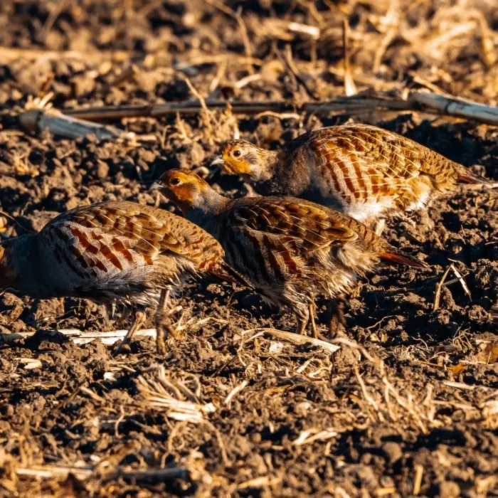Spotted Gray Partridge
