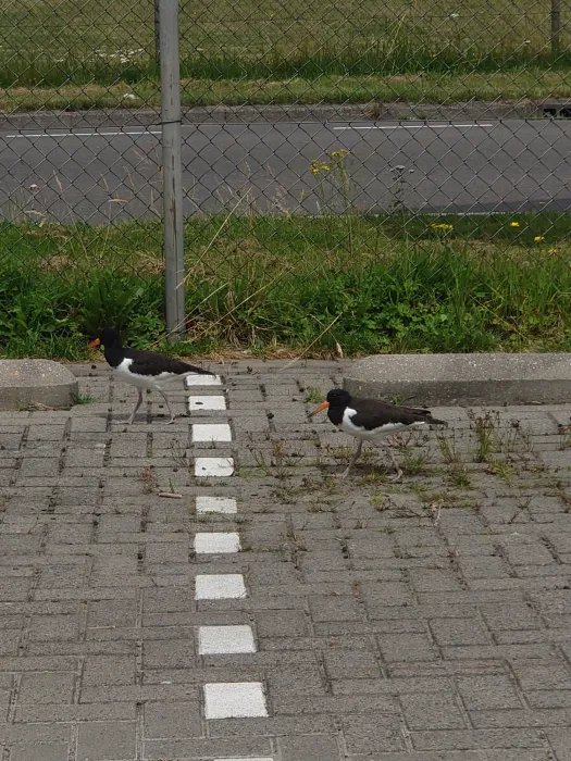 Waargenomen Scholekster