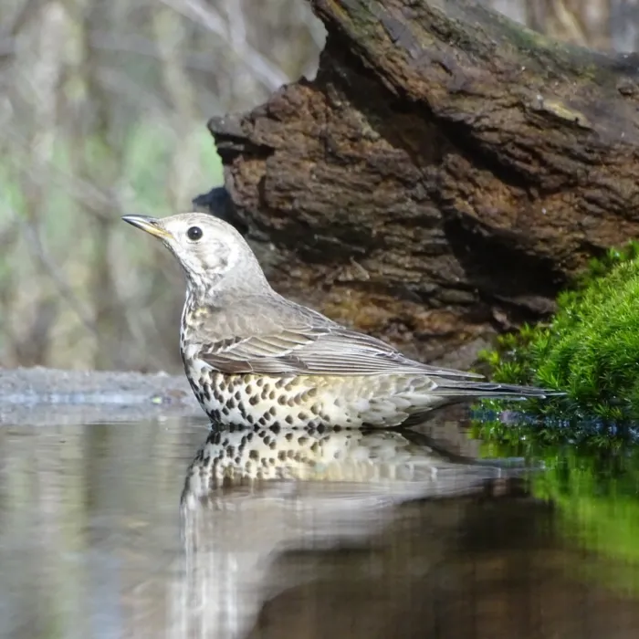 Gespotte Grote lijster