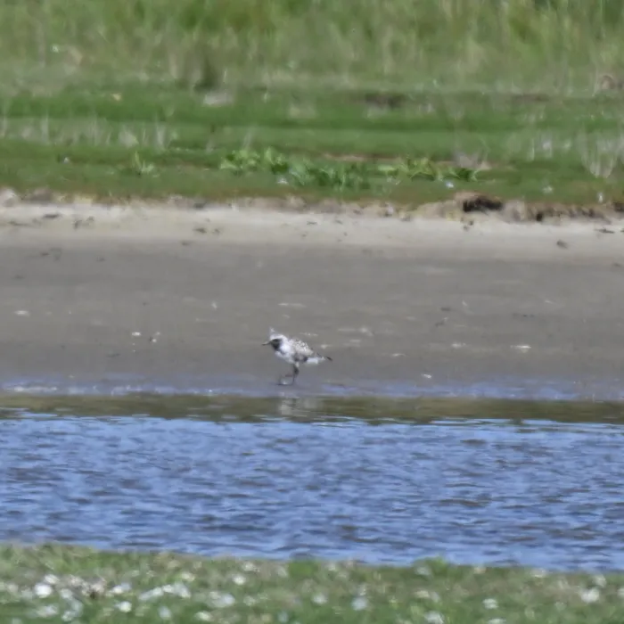 Spotted Black-bellied Plover