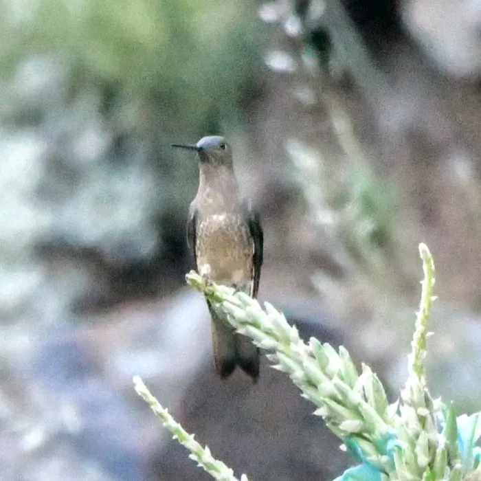 Spotted Giant Hummingbird