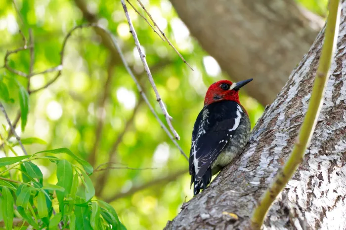 Spotted Red-breasted Sapsucker