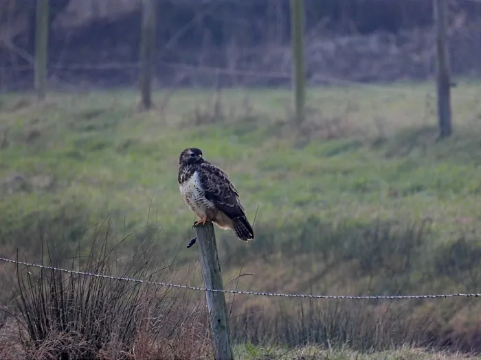 Gespotte Buizerd