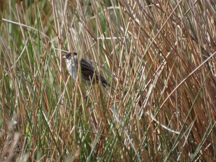 Spotted Reed Bunting