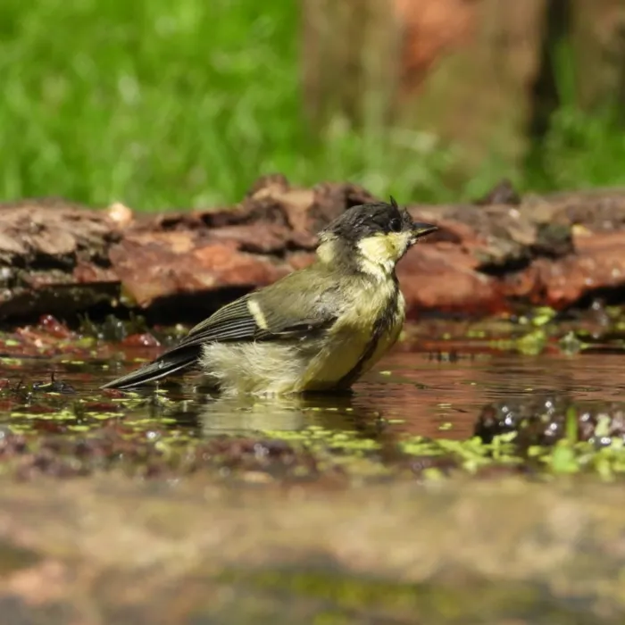 Spotted Great Tit