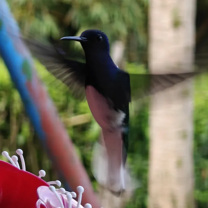 Spotted White-necked Jacobin
